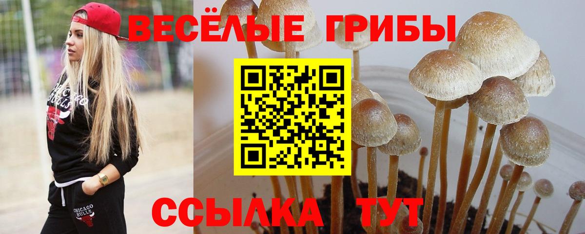 Псилоцибиновые грибы Cubensis Дубна